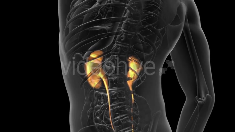 Anatomy Scan of Human Kidneys - Download Videohive 20915719