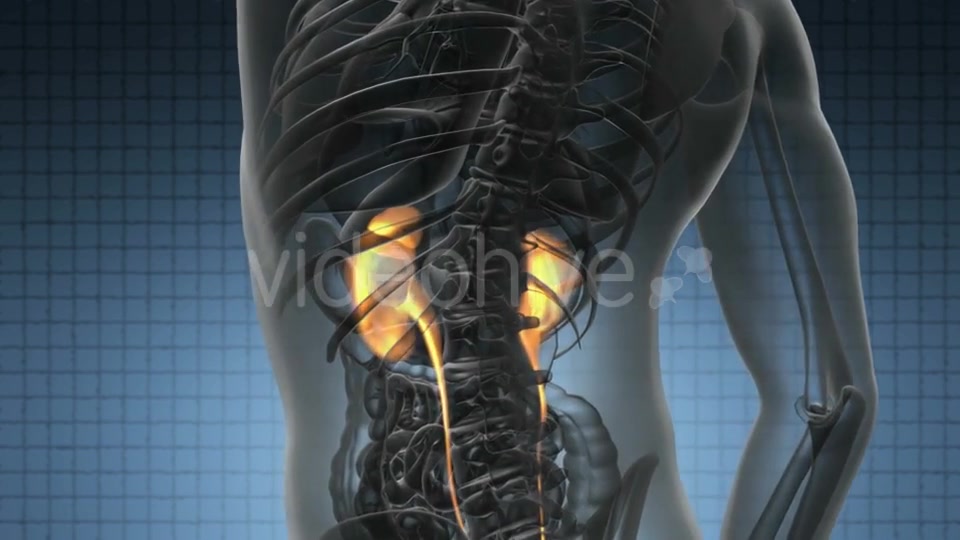 Anatomy Scan of Human Kidneys - Download Videohive 21094600