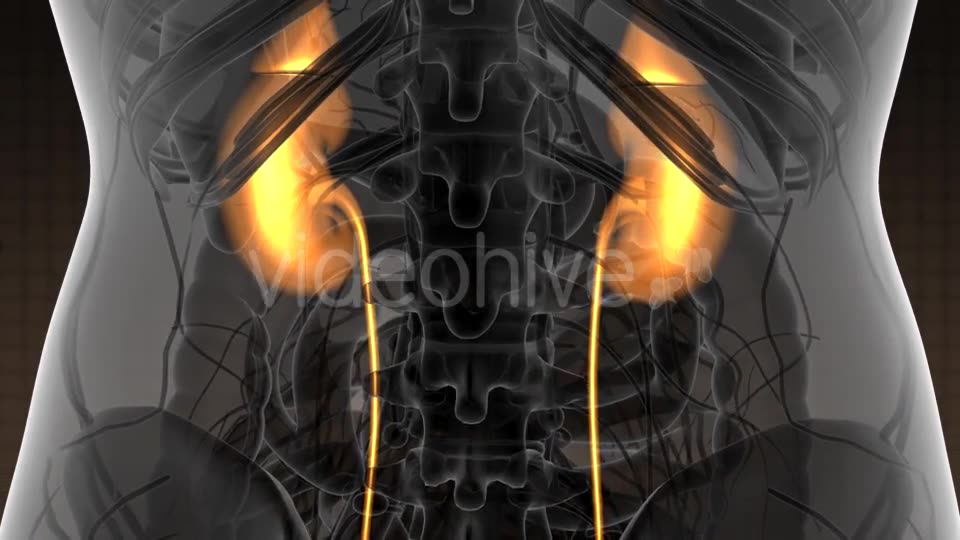 Anatomy Scan of Human Kidneys - Download Videohive 21097019