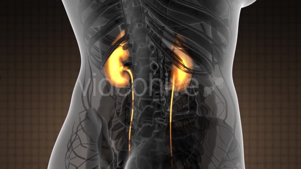 Anatomy Scan of Human Kidneys - Download Videohive 21097019