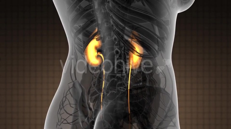 Anatomy Scan of Human Kidneys - Download Videohive 21097019