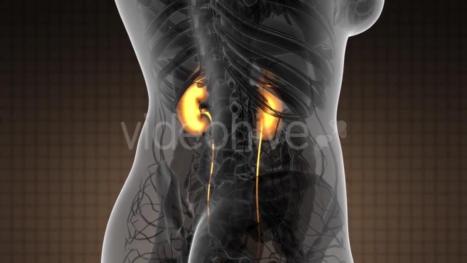 Anatomy Scan of Human Kidneys - Download Videohive 21097019