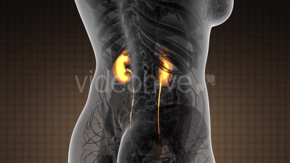 Anatomy Scan of Human Kidneys - Download Videohive 21097019