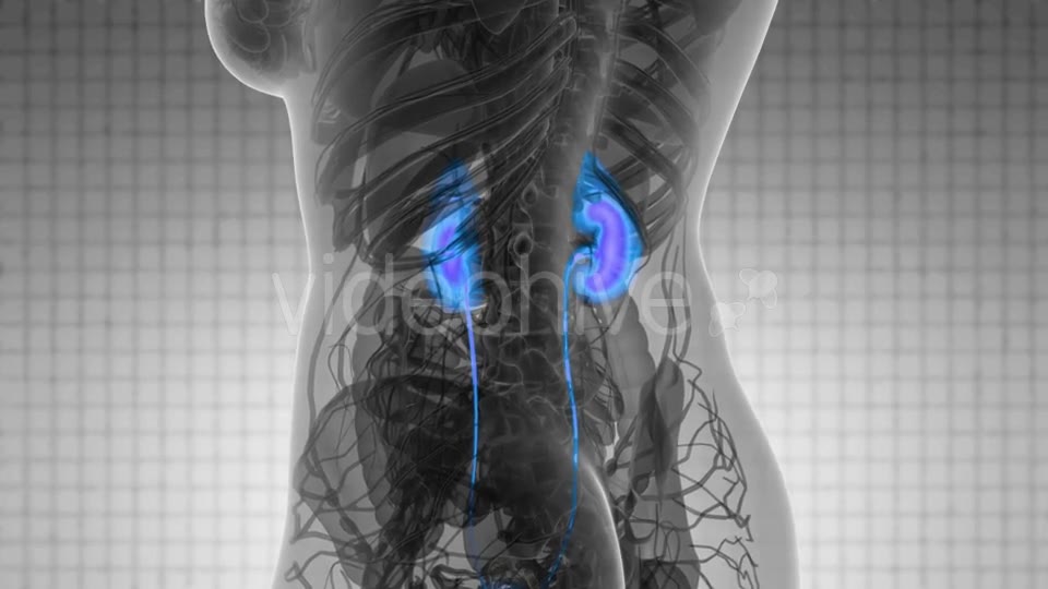 Anatomy Scan of Human Kidneys - Download Videohive 21097052
