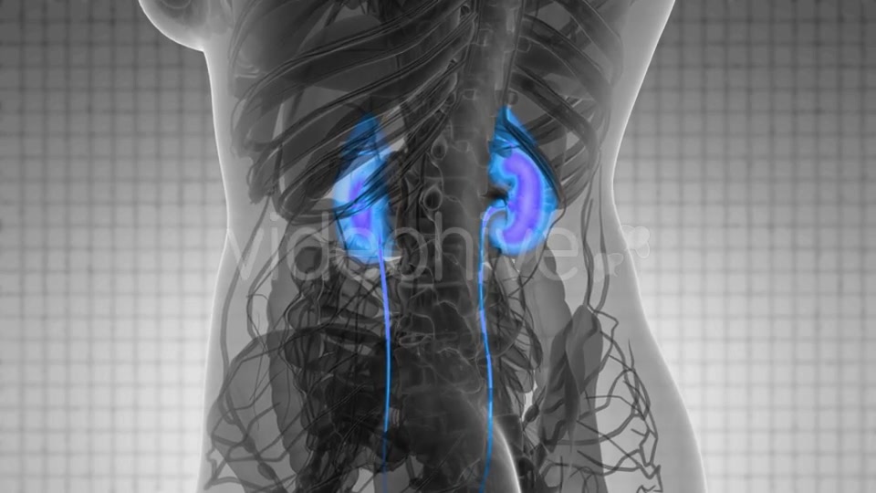 Anatomy Scan of Human Kidneys - Download Videohive 21097052
