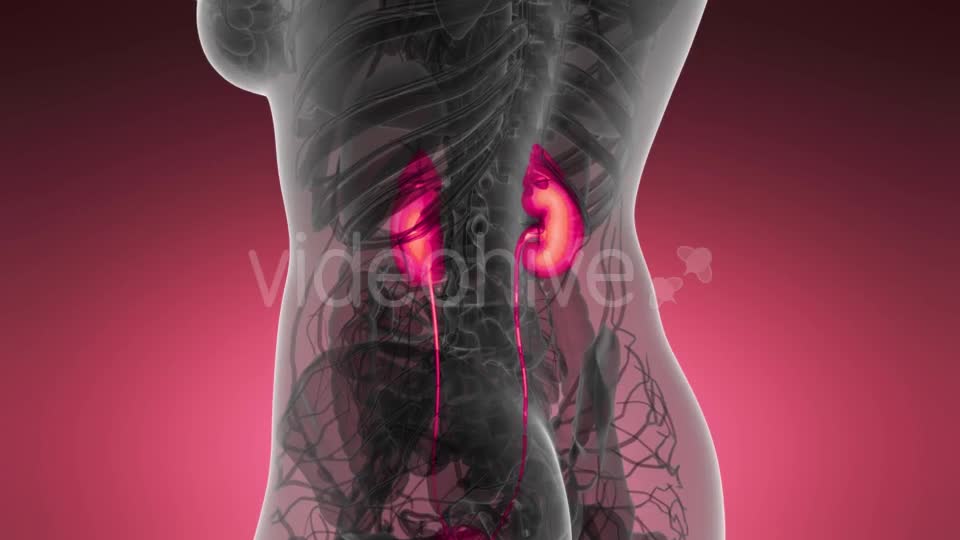 Anatomy Scan of Human Kidneys - Download Videohive 21204970