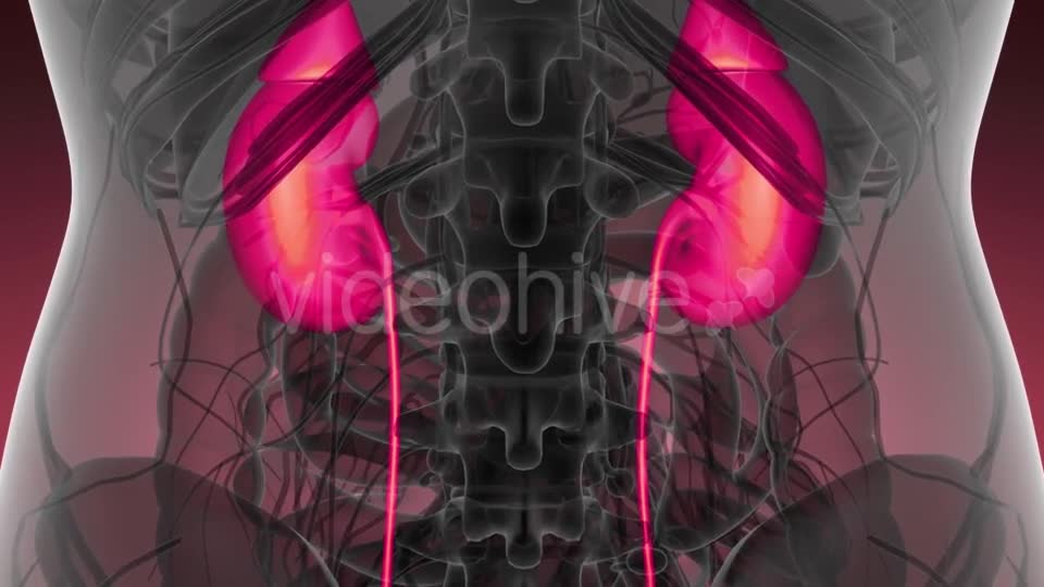 Anatomy Scan of Human Kidneys - Download Videohive 21204970