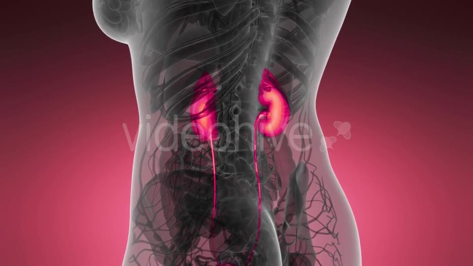 Anatomy Scan of Human Kidneys - Download Videohive 21204970