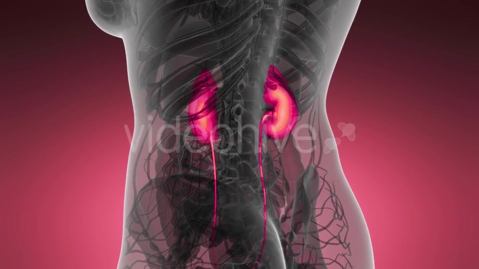 Anatomy Scan of Human Kidneys - Download Videohive 21204970