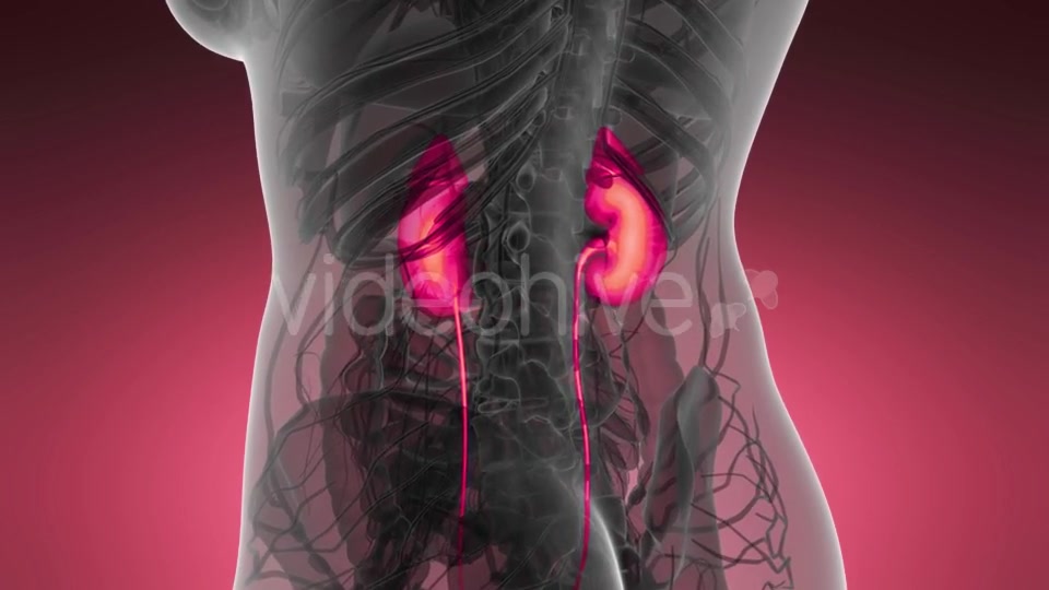 Anatomy Scan of Human Kidneys - Download Videohive 21204970