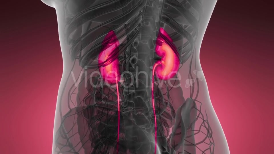 Anatomy Scan of Human Kidneys - Download Videohive 21204970