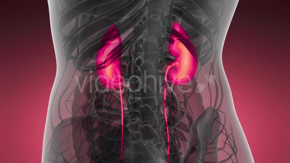 Anatomy Scan of Human Kidneys - Download Videohive 21204970