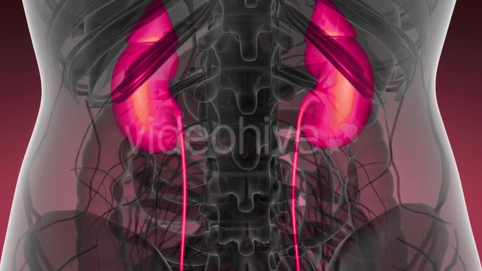 Anatomy Scan of Human Kidneys - Download Videohive 21204970