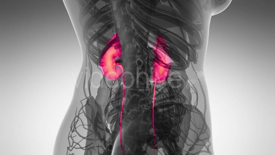 Anatomy Scan of Human Kidneys - Download Videohive 21225279