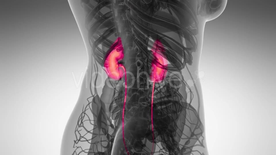 Anatomy Scan of Human Kidneys - Download Videohive 21225279