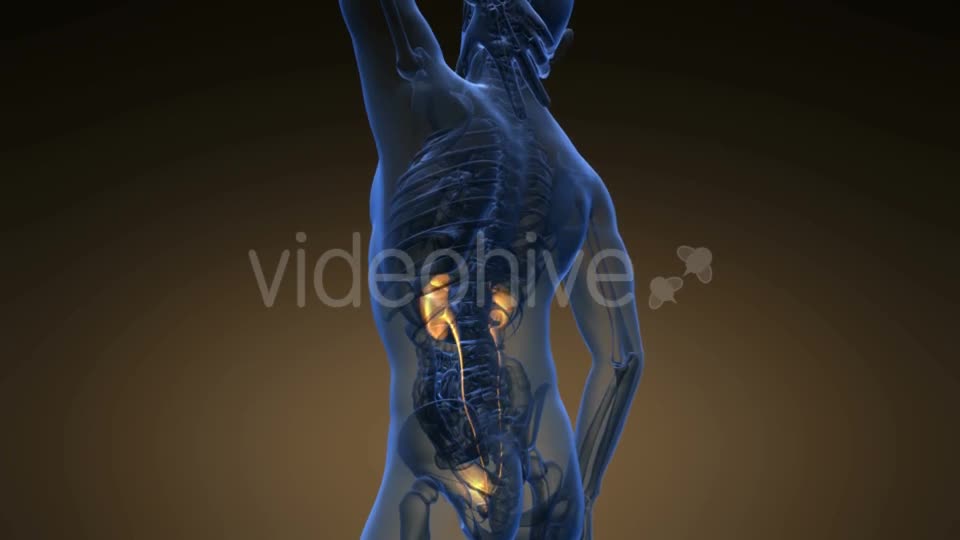 Anatomy Scan of Human Kidneys - Download Videohive 21225493