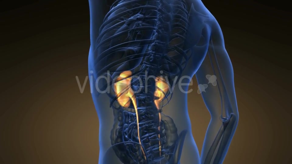 Anatomy Scan of Human Kidneys - Download Videohive 21225493