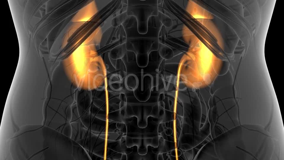 Anatomy Scan of Human Kidneys - Download Videohive 21264119