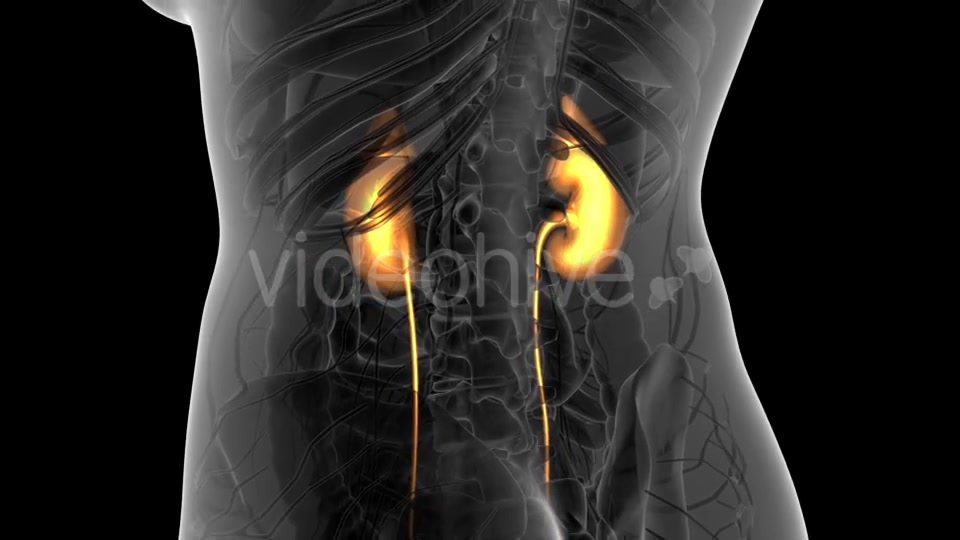 Anatomy Scan of Human Kidneys - Download Videohive 21264119