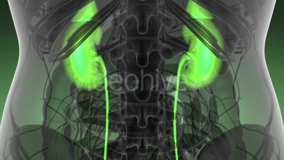 Anatomy Scan of Human Kidneys - Download Videohive 21264349