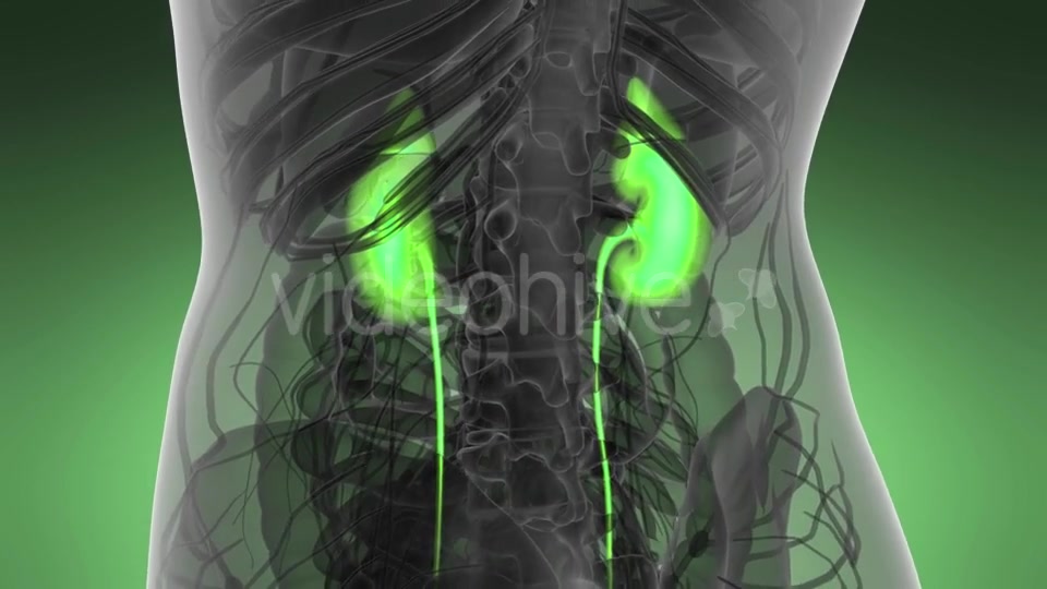 Anatomy Scan of Human Kidneys - Download Videohive 21264349