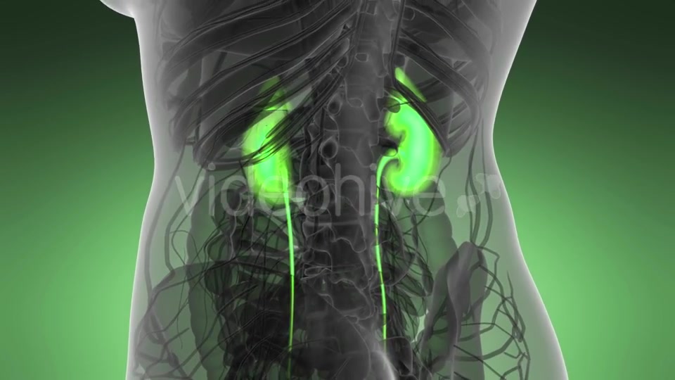 Anatomy Scan of Human Kidneys - Download Videohive 21264349