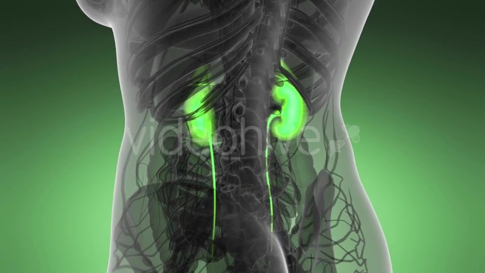 Anatomy Scan of Human Kidneys - Download Videohive 21264349