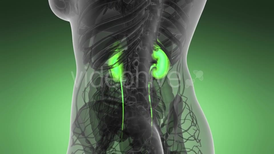 Anatomy Scan of Human Kidneys - Download Videohive 21264349