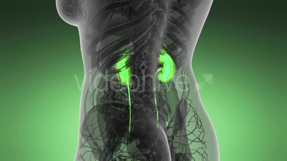 Anatomy Scan of Human Kidneys - Download Videohive 21264349