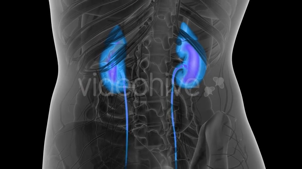 Anatomy Scan of Human Kidneys - Download Videohive 21297302