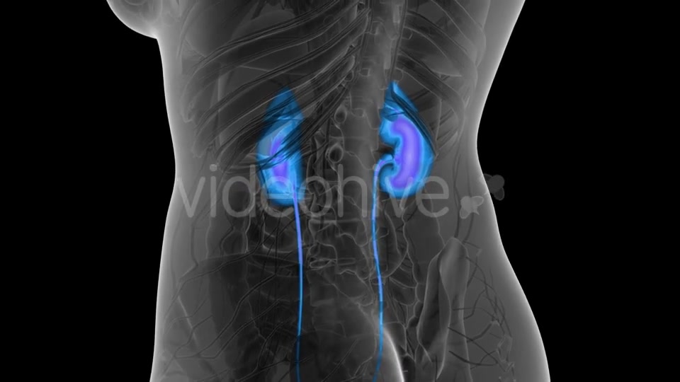 Anatomy Scan of Human Kidneys - Download Videohive 21297302
