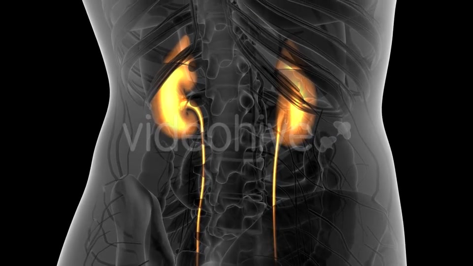 Anatomy Scan of Human Kidneys - Download Videohive 21313525