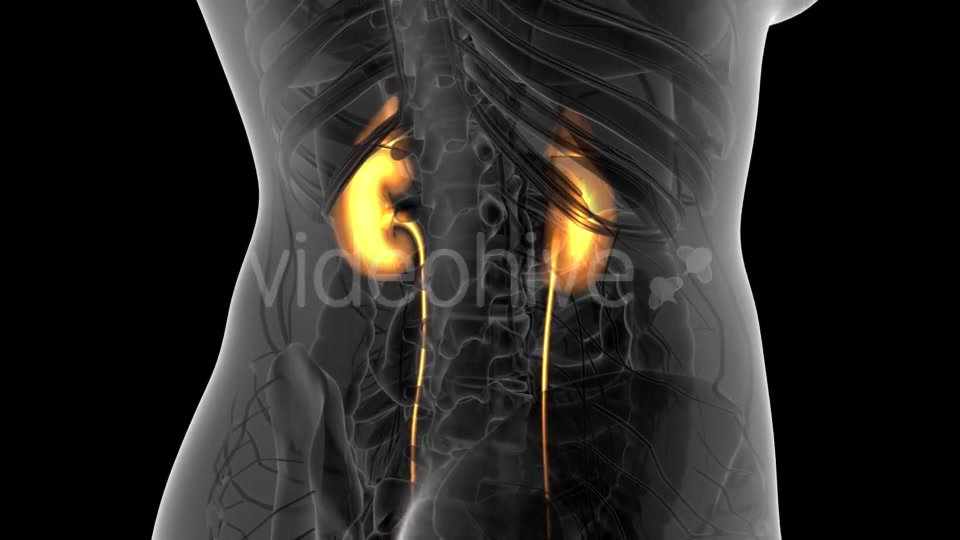Anatomy Scan of Human Kidneys - Download Videohive 21313525