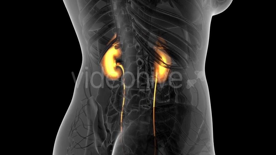 Anatomy Scan of Human Kidneys - Download Videohive 21313525