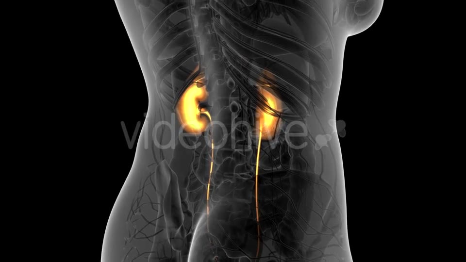 Anatomy Scan of Human Kidneys - Download Videohive 21313525