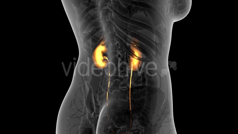 Anatomy Scan of Human Kidneys - Download Videohive 21313525