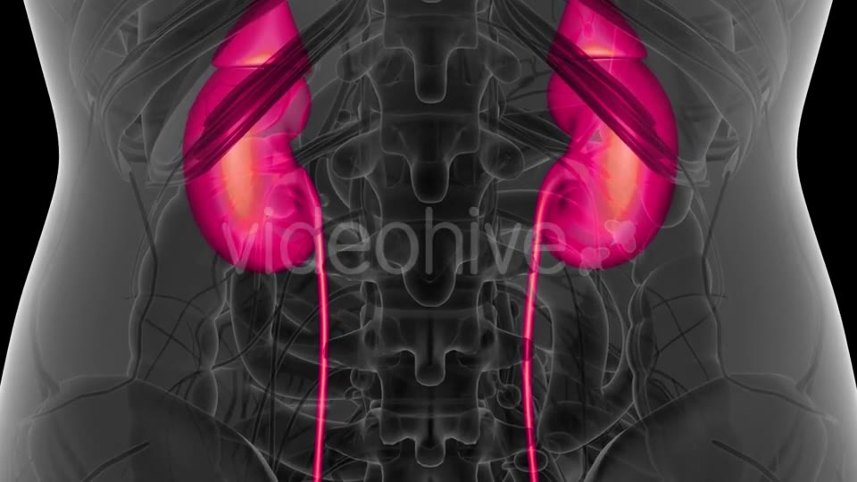 Anatomy Scan of Human Kidneys - Download Videohive 21388933