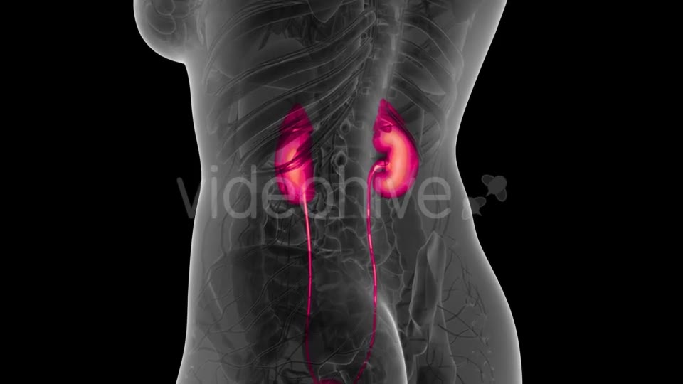 Anatomy Scan of Human Kidneys - Download Videohive 21388933