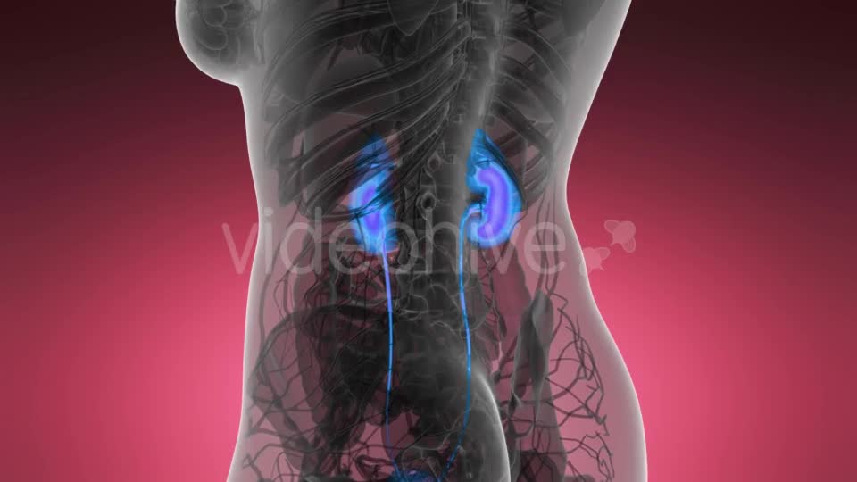 Anatomy Scan of Human Kidneys - Download Videohive 21440931