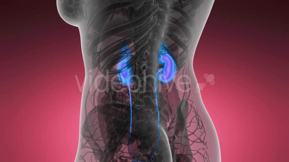 Anatomy Scan of Human Kidneys - Download Videohive 21440931