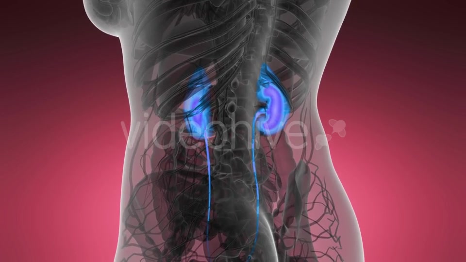 Anatomy Scan of Human Kidneys - Download Videohive 21440931