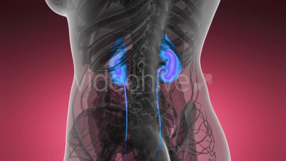 Anatomy Scan of Human Kidneys - Download Videohive 21440931