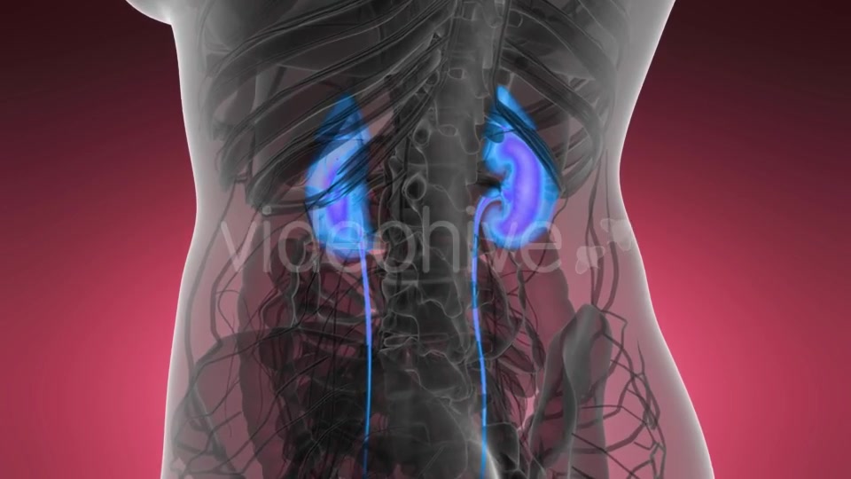 Anatomy Scan of Human Kidneys - Download Videohive 21440931