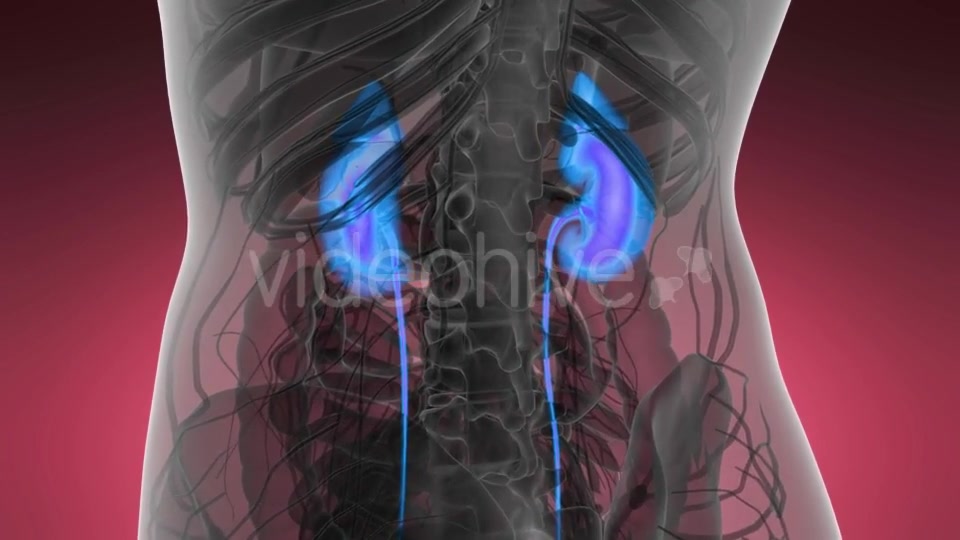 Anatomy Scan of Human Kidneys - Download Videohive 21440931