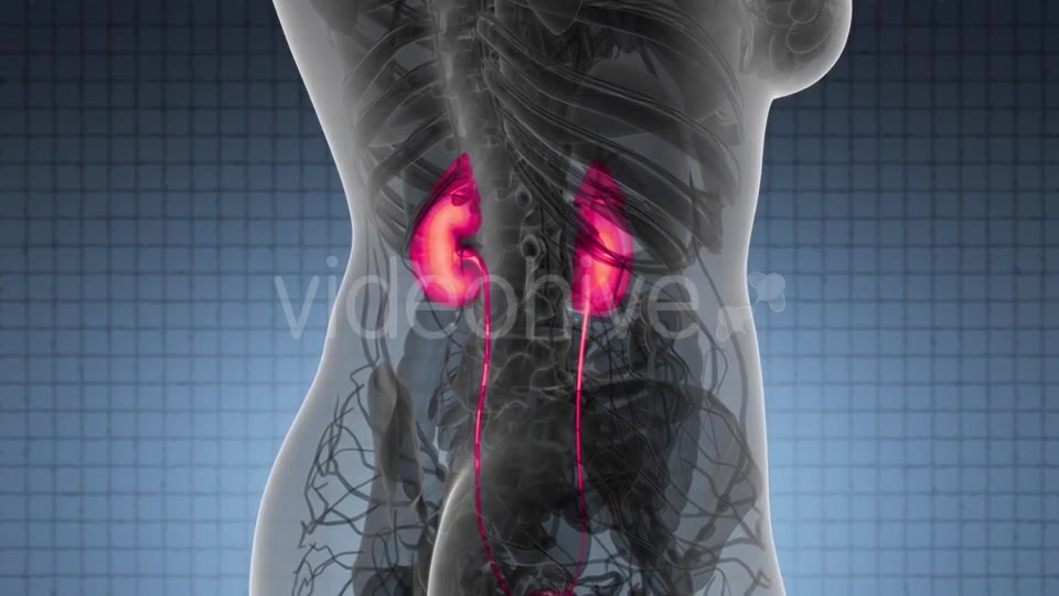 Anatomy Scan of Human Kidneys - Download Videohive 21485560