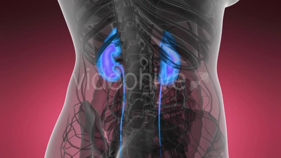 Anatomy Scan of Human Kidneys - Download Videohive 21486202