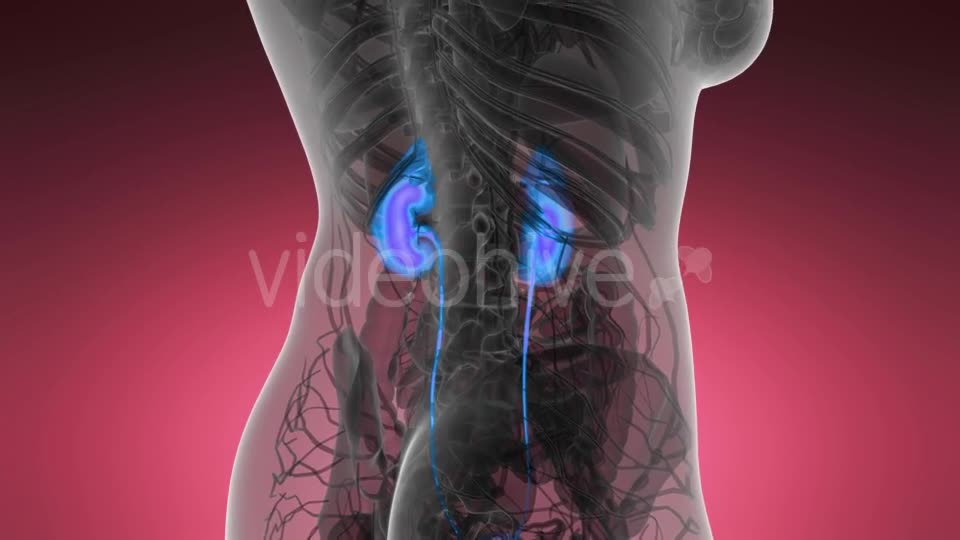 Anatomy Scan of Human Kidneys - Download Videohive 21486202