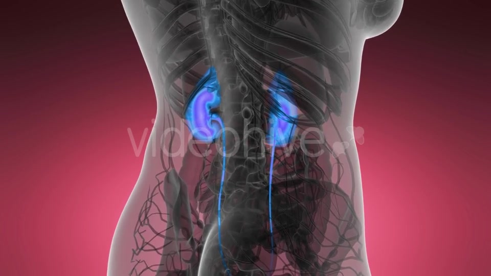 Anatomy Scan of Human Kidneys - Download Videohive 21531483
