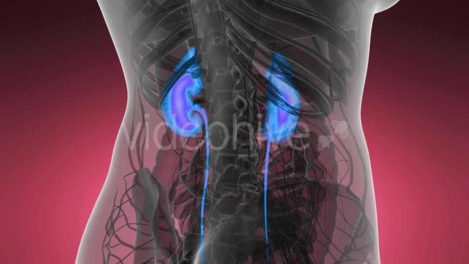 Anatomy Scan of Human Kidneys - Download Videohive 21531483