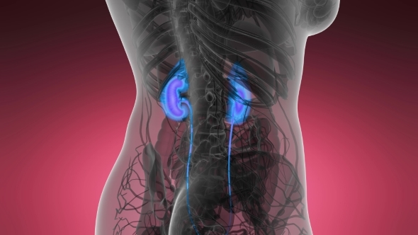 Anatomy Scan of Human Kidneys - Download Videohive 21531483